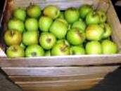 manzana criolla